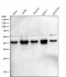 Anti-ERK1 MAPK3 Rabbit Monoclonal Antibody