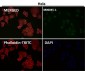 Anti-VEGF VEGFA Rabbit Monoclonal Antibody