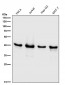 Anti-ERK1 MAPK3 Rabbit Monoclonal Antibody