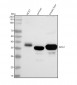 Anti-ARG1/Arginase 1 Rabbit Monoclonal Antibody