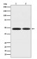 Anti-ENO1/Alpha Enolase Rabbit Monoclonal Antibody