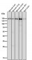 Anti-MSH6/Gtbp Rabbit Monoclonal Antibody