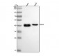 Anti-PDX1/Ipf1 Rabbit Monoclonal Antibody