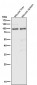 Anti-MLH1 Rabbit Monoclonal Antibody