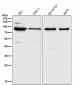 Anti-MLH1 Rabbit Monoclonal Antibody