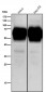 Anti-CD46 Rabbit Monoclonal Antibody