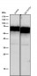 Anti-CD46 Rabbit Monoclonal Antibody