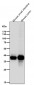 Anti-CDX2 Rabbit Monoclonal Antibody