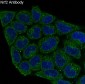 Anti-Nrf2 NFE2L2 Rabbit Monoclonal Antibody