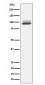 Anti-Nrf2 NFE2L2 Rabbit Monoclonal Antibody