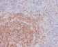 Anti-SHIP INPP5D Rabbit Monoclonal Antibody