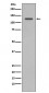 Anti-SHIP INPP5D Rabbit Monoclonal Antibody