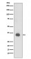 Anti-CD20 MS4A1 Rabbit Monoclonal Antibody
