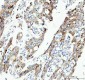 Anti-CDK1/Cdc2 Rabbit Monoclonal Antibody