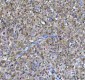 Anti-CDK1/Cdc2 Rabbit Monoclonal Antibody
