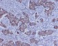 Anti-BMP4 Rabbit Monoclonal Antibody