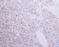 Anti-PSMA FOLH1 Rabbit Monoclonal Antibody