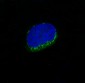 Anti-CD34 Rabbit Monoclonal Antibody