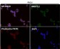 Anti-MCL1 Rabbit Monoclonal Antibody