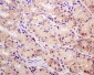 Anti-MCL1 Rabbit Monoclonal Antibody