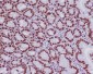 Anti-MCM2 Rabbit Monoclonal Antibody