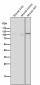 Anti-MCM2 Rabbit Monoclonal Antibody