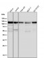 Anti-MCM2 Rabbit Monoclonal Antibody