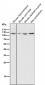 Anti-MCM2 Rabbit Monoclonal Antibody