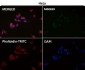 Anti-LRP1/Lrp 1 Cluster Ii Rabbit Monoclonal Antibody