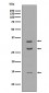 Anti-BDNF Rabbit Monoclonal Antibody