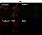 Anti-PTEN Rabbit Monoclonal Antibody