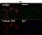 Anti-PTEN Rabbit Monoclonal Antibody