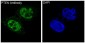 Anti-PTEN Rabbit Monoclonal Antibody