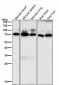 Anti-CD86/B7 2 Rabbit Monoclonal Antibody