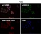 Anti-CD63 Rabbit Monoclonal Antibody