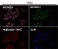 Anti-CD63 Rabbit Monoclonal Antibody