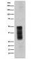 Anti-CD63 Rabbit Monoclonal Antibody