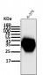 Anti-CD63 Rabbit Monoclonal Antibody