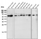 Anti-NOX4 Rabbit Monoclonal Antibody