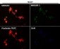 Anti-SOX2 Rabbit Monoclonal Antibody