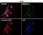 Anti-SOX2 Rabbit Monoclonal Antibody
