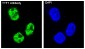 Anti-TTF1 NKX2-1 Rabbit Monoclonal Antibody