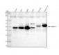 Anti-TTF1 NKX2-1 Rabbit Monoclonal Antibody