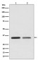 Anti-WNT2 Rabbit Monoclonal Antibody