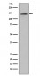 Anti-CD22/Siglec 2 Rabbit Monoclonal Antibody