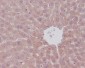 Anti-mTOR/Tor Rabbit Monoclonal Antibody