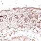 Anti-CD45 PTPRC Rabbit Monoclonal Antibody