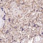Anti-CD45 PTPRC Rabbit Monoclonal Antibody