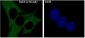 Anti-Rab4 RAB4A Rabbit Monoclonal Antibody