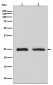 Anti-Rab4 RAB4A Rabbit Monoclonal Antibody